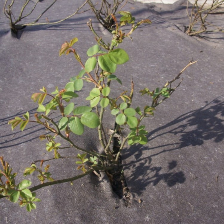 BIowłóknina w uprawie róż.jpg