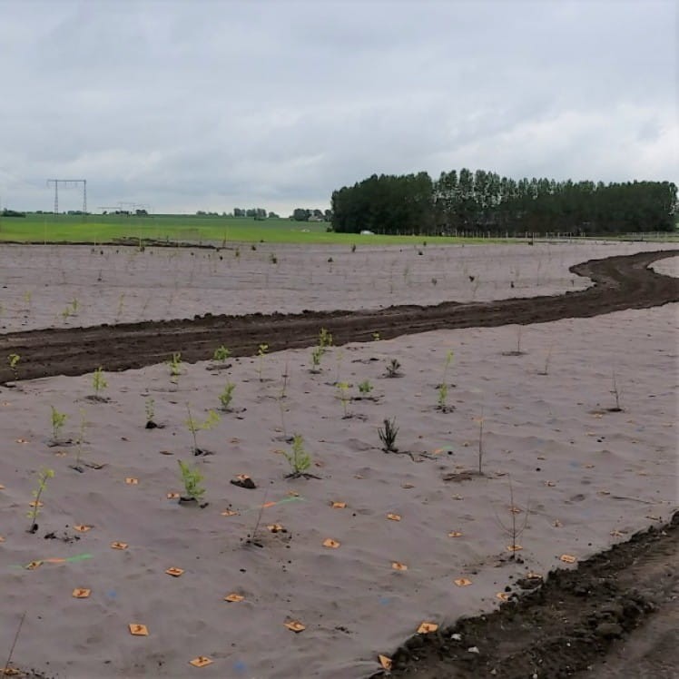 BIowłóknina na polu uprawnym.jpg