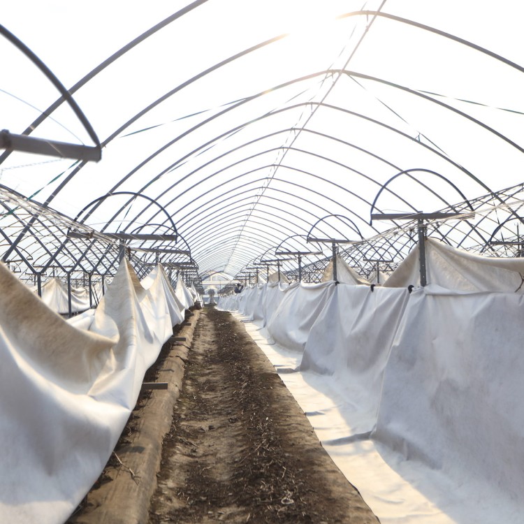 Agrowłóknina puszysta okrywająca maliny w tunelach w2.jpg