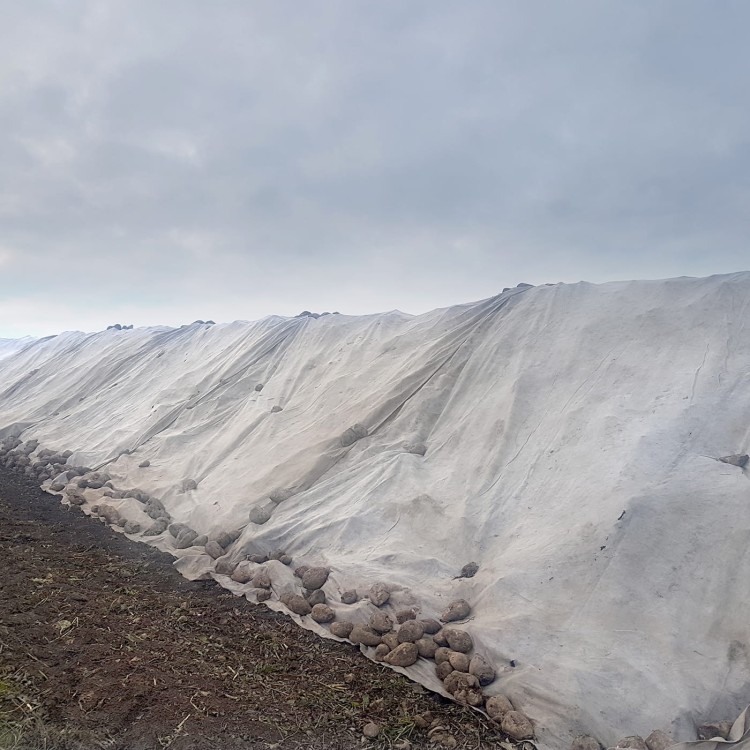 Agrowłóknina puszysta okrywająca pryzmy buraczane w2.jpg