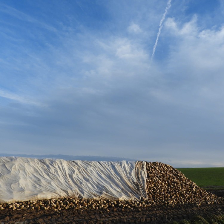 Agrowłóknina puszysta okrywająca buraki cukrowe.jpg