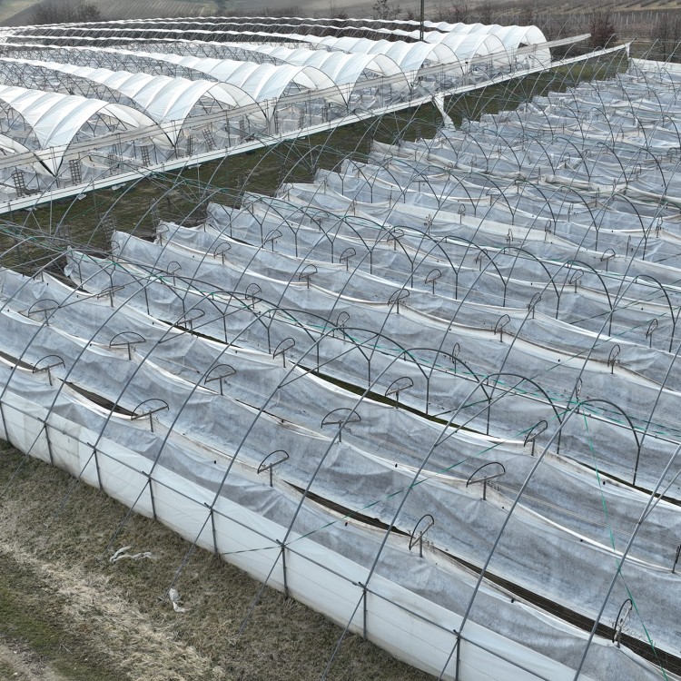 Agrowłóknina puszysta okrywająca maliny w tunelach.jpg