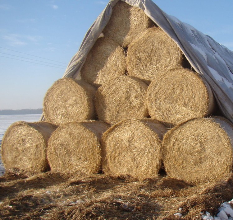 Agrowłóknina puszysta okrywająca słomę 2.jpg