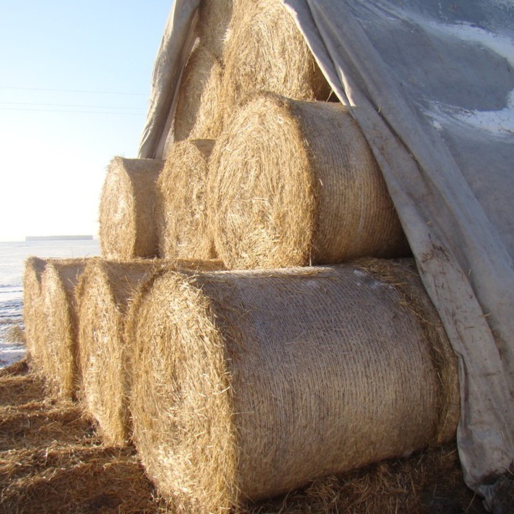 Agrowłóknina puszysta okrywająca słomę.jpg