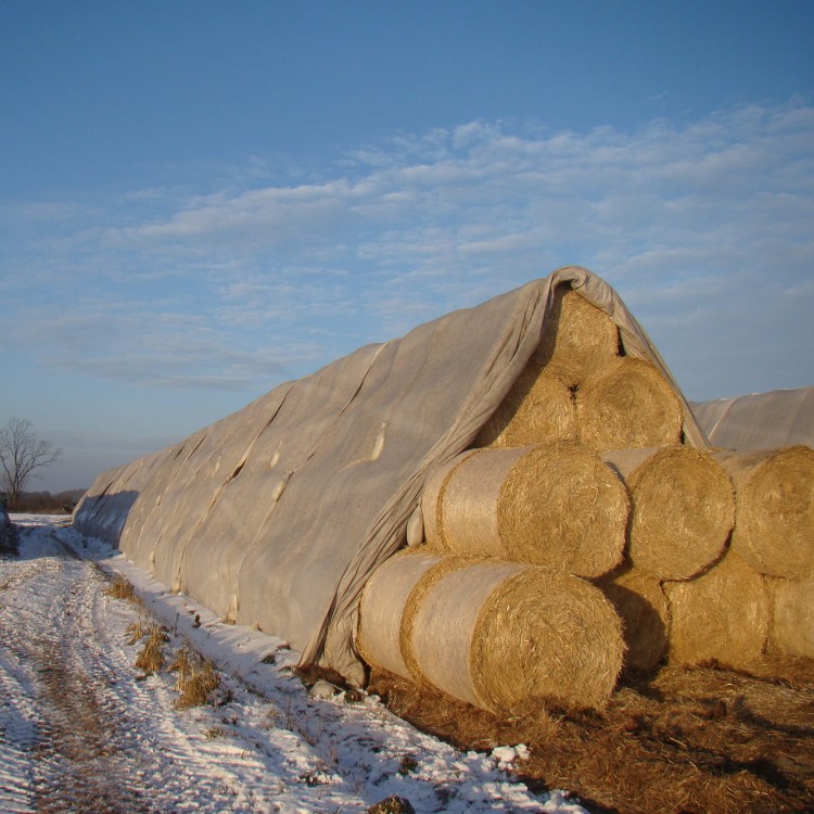 Agrowłóknina puszysta okrywająca słomę 3.JPG