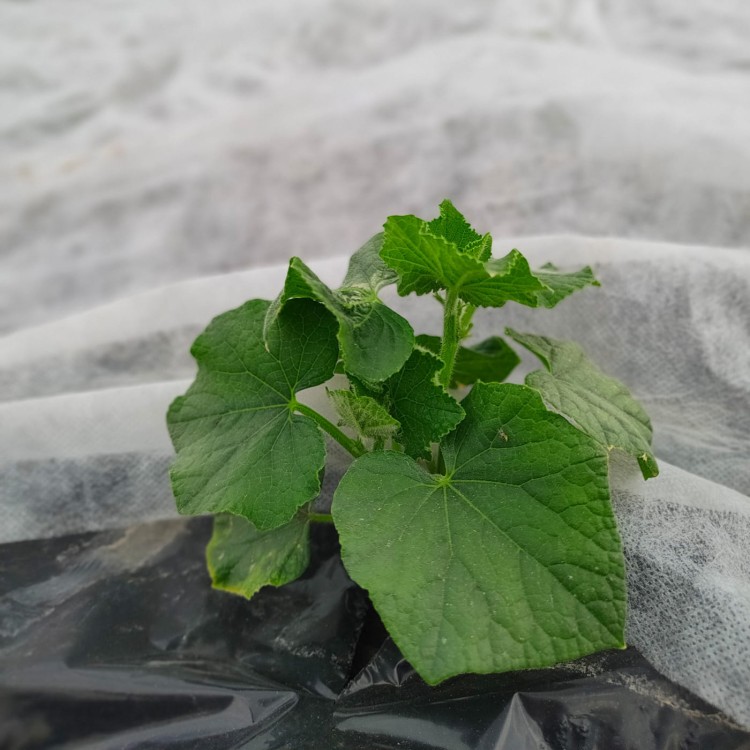 Agrowłóknina osłaniająca 17g w uprawie cukinii.jpg