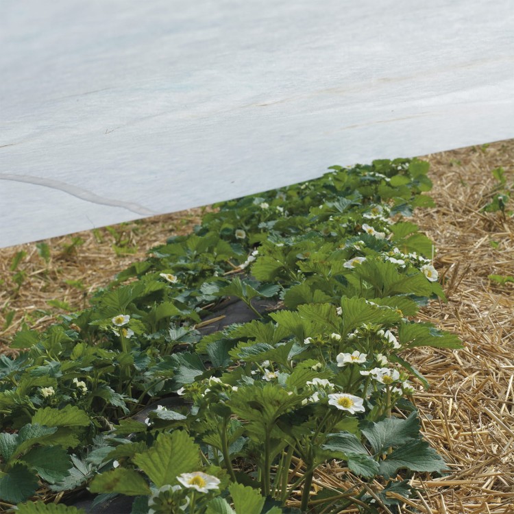 Agrowłóknina osłaniająca 17g w uprawie truskawek.jpg