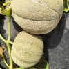 BIOCover materiał w pełni biodegradowalny i kompostowalny w uprawie melonów