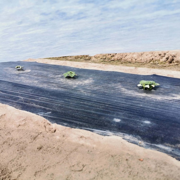 BIOCover materiał w pełni biodegradowalny w uprawie ogórków pod osłoną