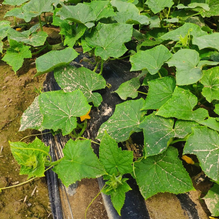 BIOCover materiał w pełni biodegradowalny w uprawie ogórków