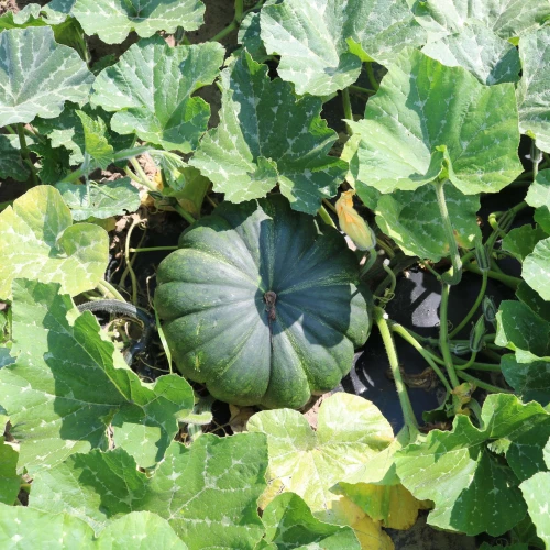 BIOCover materiał organiczny w uprawie dyni