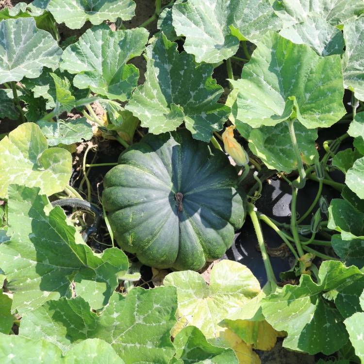 BIOCover materiał organiczny w uprawie dyni