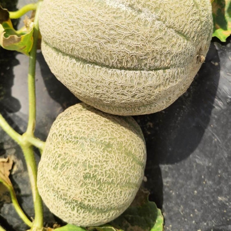 BIOCover materiał w pełni biodegradowalny i kompostowalny w uprawie melonów