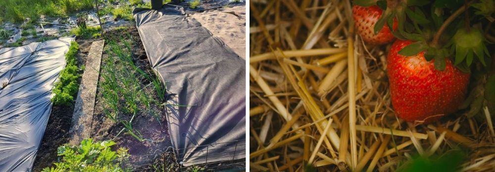 Ekologiczne ściółkowanie – jak chronić rośliny w naturalny sposób? Porównanie produktów Agrimpex BIO i tradycyjnych ściółek